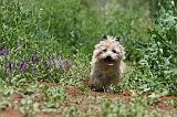 CAIRN TERRIER 568